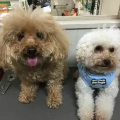 【トイ・プードルのカットを大公開！】陽太(さんた)くんの劇的ビフォーアフター!：白楽店トリミング通信Vol.6