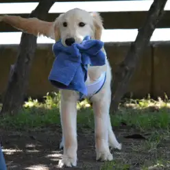 ゴールデン・レトリバーと人生を歩む第二話〜生活の軌跡〜／大倉山店企画