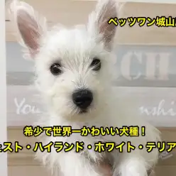 【ウエスト・ハイランド・ホワイトテリア】希少犬種ウェスティ！世界一可愛らしいワンコの登場です♡：ペッツワン城山店オススメベイビーNo.118134