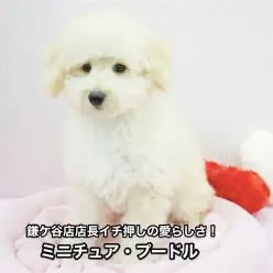 【ミニチュアプードル】希少！鎌ケ谷店店長も垂涎の愛くるしさを堪能しよう！！鎌ヶ谷店オススメベイビーNo.117096