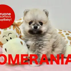 【ポメラニアン】あまりの可愛さに売場が歓喜！スペシャルポメラニアン登場！：港北NT店Pickupベイビー！No.311717