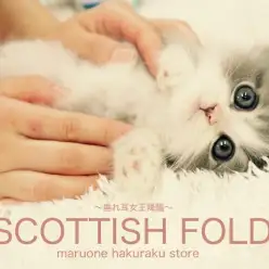 【スコティッシュフォールド】美しすぎるので閲覧注意！垂れ耳女王降臨です！：白楽店ピックアップベイビー！No.11489