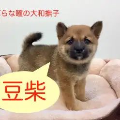 【豆柴】つぶらな瞳の大和撫子が登場！：鶴見店オススメベイビーNo.713475