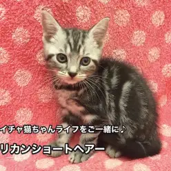 【アメリカンショートヘアー】驚くほど甘えん坊キャット！猫じゃらしよりも好きな事とは？？：下丸子オススメベイビーNo.116161