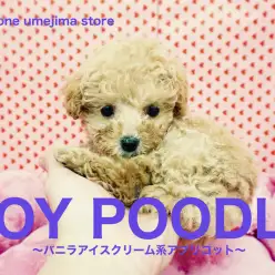 【トイ・プードル】人気のバニラ系アプリコットがやってきた！：梅島店Pickupベイビー！No.119063