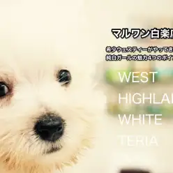 【ウエスト・ハイランド・ホワイトテリア】希少ウェスティーがやってきた！純白ガールの魅力4つのポイントでご紹介！：白楽店ピックアップベイビーNo.11488
