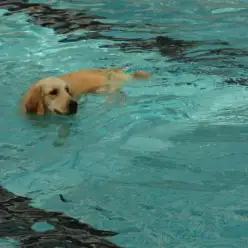 ゴールデン・レトリバーと人生を歩む：第六話最終話〜ゴールデンとの生活を考えている方へ〜／大倉山店企画