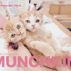 【マンチカン兄妹】おっとりは両親譲り？白楽マンチーズがやってきた！：白楽店No.11490&11491