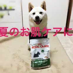 【ミニダーマコンフォート】夏のお肌の健康に！スタッフの愛犬も食べてます！ドッグフードレビュー！
