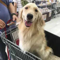 ゴールデン・レトリバーと人生を歩む：第四話〜ゴールデンの一番の魅力〜／大倉山店企画