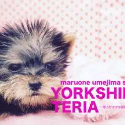 【ヨークシャーテリア】極小の一言では語りきれない！スペシャルヨーキーを4つの視点でご紹介！：マルワン梅島店No.119064