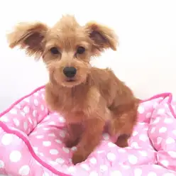 【チワプー（チワワ×トイ・プードル）】元気いっぱい！モヒカンカットの申し子！！：武蔵浦和店Pickupベイビー！No.412574