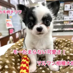 【牛柄のチワワ】極小で特別な模様のチワワがやってきた！通称「ウシチワワ」降臨！：マルワン相模大塚店PickupベイビーNo.814375