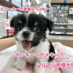 【MIX犬:ポメラニアン×ヨークシャーテリア】パパ似?ママ似?将来は人気者に!:マルワン相模大塚店Pickupベイビー!No.814374)