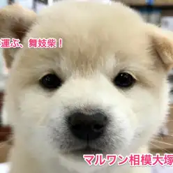 【舞妓柴】白く美しく、おっとりとした柴犬はまるで舞妓さん！？：マルワン相模大塚店PickUpベイビー！No.814376）