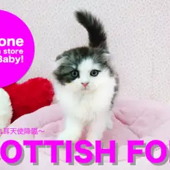 【スコティッシュフォールド】垂れ耳・美しいコートカラー!通称「美スコ」がやってきた!:鎌ヶ谷店ピックアップベイビー!No.117097