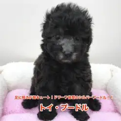 【トイ・プードル】足の短さが超キュート！ドワーフ体型のシルバープードル登場！：オススメベイビー本羽田店No.512459