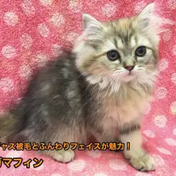 《ラガマフィン》ゴージャス被毛とふんわりフェイスが魅力！下丸子店オススメベイビーNo.116162