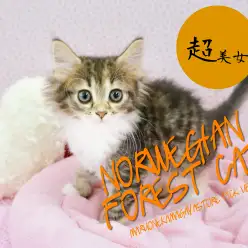 【ノルウェージャンフォレストキャット】美形のルックスと毛量に注目!北欧が誇る至極のエレガントキャット!:鎌ヶ谷店ピックアップベイビーNo.117101