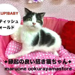 【スコティッシュ・フォールド】縁起の良い末広がりな招き猫ちゃんとHAPPYにゃんこライフをスタートしょう!!大倉山店No.6130565