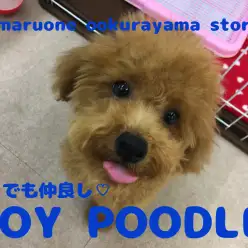 【トイ・プードル】誰とでも仲良く慣れる優しい兄貴肌!ふわもこトイ・プードル君♡：大倉山店No.6130547