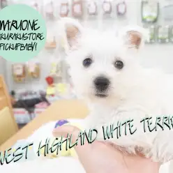 【ウェスティー】性格美人と呼ぶにふさわしい！しっとりエレガントなウェスティーがやってきた！：白楽店Pickupベイビー！No.11495