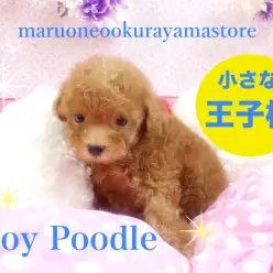 【トイ・プードル】アナタだけの小さな王子様♥サイズは小さいけど大きな幸せがたっぷり♥大倉山店Pickupベイビー！No.6130589