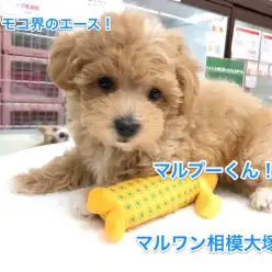 【トイ・プードル×マルチーズ】フワモコ界きってのアイドル!マルプーがやってきた!:相模大塚店PickUpベイビー!No.814385