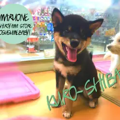 【柴犬】：厳格な和犬とは思えない人懐こさ！超社交的黒柴♡：ペッツワン城山店オススメベイビー！No.118131