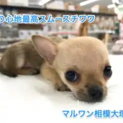 【チワワ（スムースコート）】短毛で触り心地最高！特徴のフォンデーションとは。。？：相模大塚店オススメベイビー！No.814384