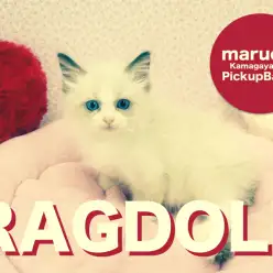 【超美ラグドール】ついに来た！史上最高峰の美しいラグドール！：鎌ヶ谷店Pickupベイビー！No.117103