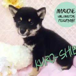 【黒柴】可愛さは特大!でもでも身体は小型サイズの天然記念物!:梅島店Pickupベイビー!No.119069