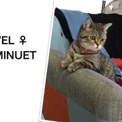 多頭飼いを目指す方必見！家族の数だけ幸せ倍増！笑顔倍増！：大倉山店企画