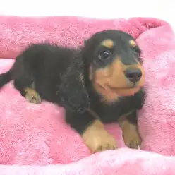 【ミニチュア・ダックスフント】パパはJKCチャンピオンBOY！！：志村坂下店PickupベイビーNo.914299