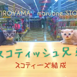 【スコティッシュフォールド兄弟】：最強コンビ結成！あなたのハートを撃ち抜くスコティーズ兄弟♡：ペッツワン城山店ピックアップベイビー！No.118154＆118155