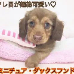 【ミニチュア・ダックスフント】たれ目がチャーミング！チョコレート色ののほほんワンコをご紹介♪：鶴見店オススメベイビーNo.713495