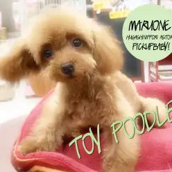 【トイ・プードル】生後約5ヶ月で体重1.4kg!タイニーサイズ予想の最高峰！：東日暮里店Pickupベイビー！No.014169