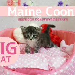 【メインクーン】存在感ばっちりの大型猫種!穏やかな巨人の愛称のメインクーンちゃん✦：大倉山店PICKUPベイビーNo.6130592