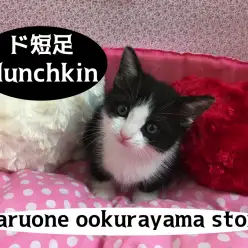 【マンチカン】タキシード姿の短足ジェントルマン♥スキンシップ大好きな甘えん坊マンチカン君!：大倉山店PICKUPベイビーNo.6130594