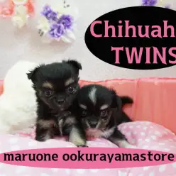 【チワワ'S】見たら心奪われること間違い無し!!ミラクル可愛いチワワツインズがやってきた!大倉山店・超PICKUPベイビーNo.6130596・No.6130597