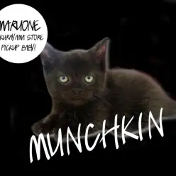 【マンチカン】漆黒のゆるキャラ降臨！驚異のハイパー短足に大注目！：大倉山店PICK UPベイビー！No .6130602