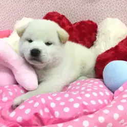 【柴犬】むちむちからイケメンに大変身!!フレンドリーな白柴君の成長アルバムを大公開♥大倉山店PICKUPベイビー!No.6130566