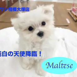 【マルチーズ】純白の天使の登場！可愛さ満点！賢さ満点！の超癒やしワンコ！：相模大塚店オススメベイビーNo.814399