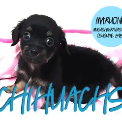 【チワックス（ミックス）】大人気ダックスとチワワの良いとこどり！必見です！：武蔵浦和店おすすめベイビー！！No.412619