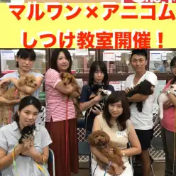 【しつけ教室】マルワン×アニコム合同イベント！相模大塚店報告レポート！