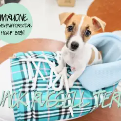 【ジャックラッセルテリア】閲覧注意！純粋無垢な瞳に思わず胸キュン！：東日暮里店PICK UPベイビー！No. 014178