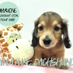 【ミニチュア・ダックスフント】元気いっぱいのイケメンBOYダックス君がやって来た！：港北NT店PICK UPベイビーNo.311720