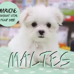 【マルチーズ】モコモコ純白王子に首ったけ！：港北NT店PICK UPベイビー！No. 311724