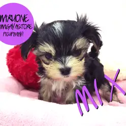 【マルキー（MIX）】究極のオンリーワン降臨！千葉県ナンバーワンのルックスと自信を持ってオススメ！：鎌ヶ谷店 ピックアップベイビー No．117106