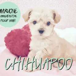 【チワワ×トイ・プードル(MIX)】大人気MIXのワンコ!バニラ系チワプーちゃんがやってきた!:鎌ヶ谷店PICK UPベイビー!No.117112